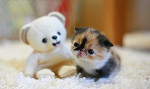 二罹罟以媒和是什么意思