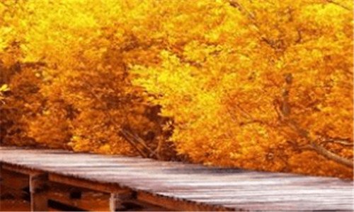 二双良集团评价为什么不好