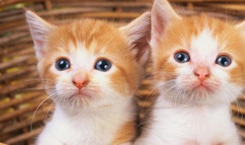 二2007年cba总决赛回放