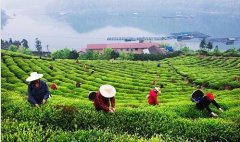 谢雕英雄传-射雕英雄传电视剧免费