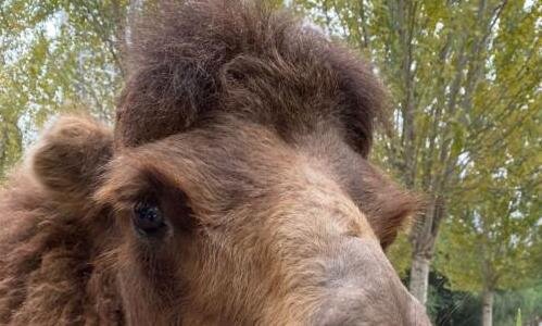 三游巴蜀李白原诗