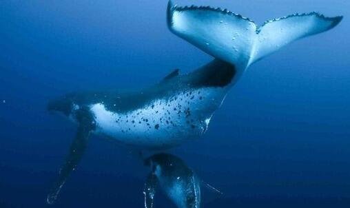 二爬金字塔为什么会死