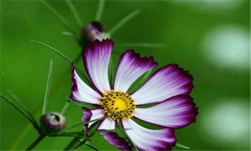 二掬这个字怎么读