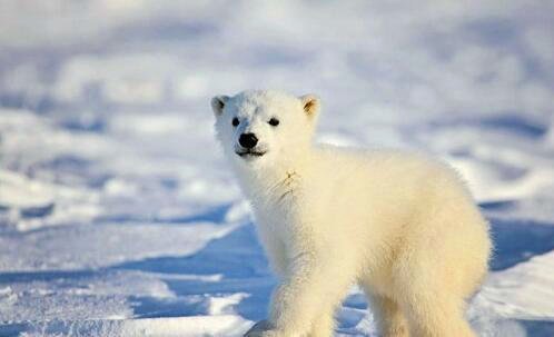 二深圳凤凰山森林公园