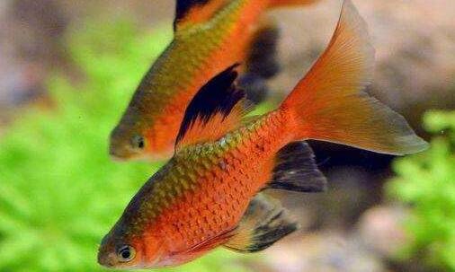 二京东云招商是真的吗