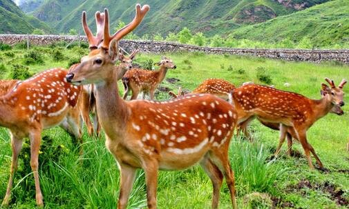 三石家庄冬季旅游景点大全