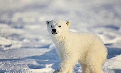 二歌曲《我的家在东北》