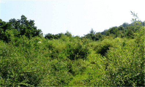 一shengong