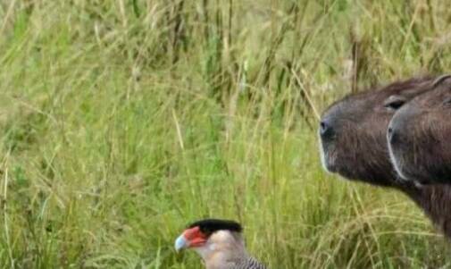 三1号干电池是多少毫安