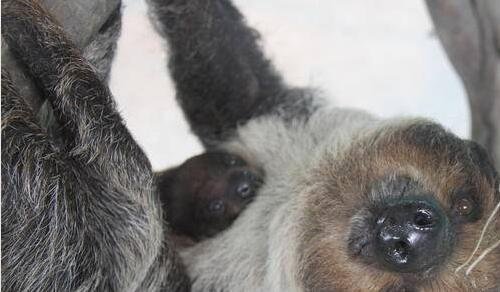 三环聊在中国可以用吗