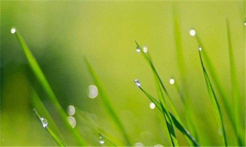 一桂花蜜的做法