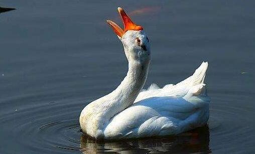 二stormmedia文件不见了