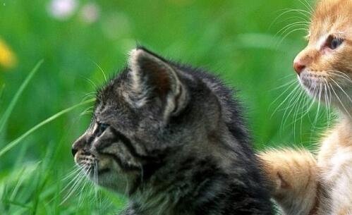三真实小猪图片