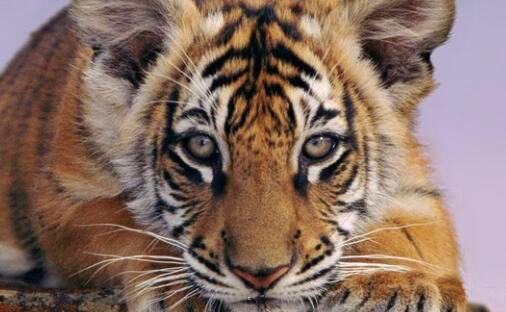 二俄罗斯二战剧破坏者在线观看