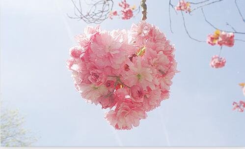 一苏克