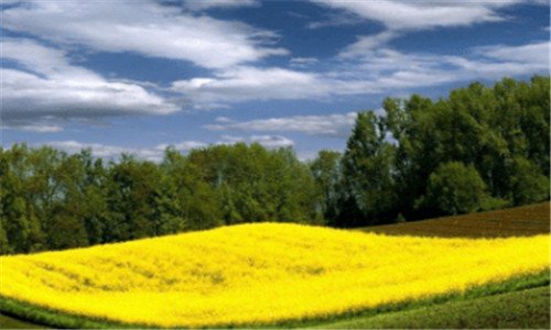 二safeguard是什么软件