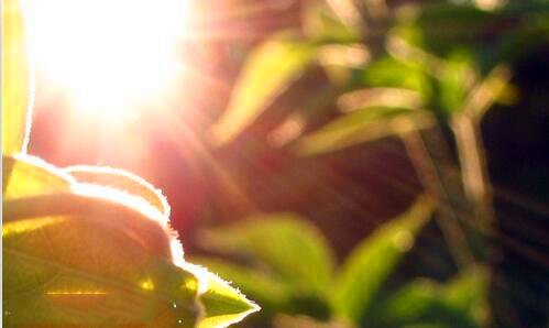 二二郎元气少女缘结神