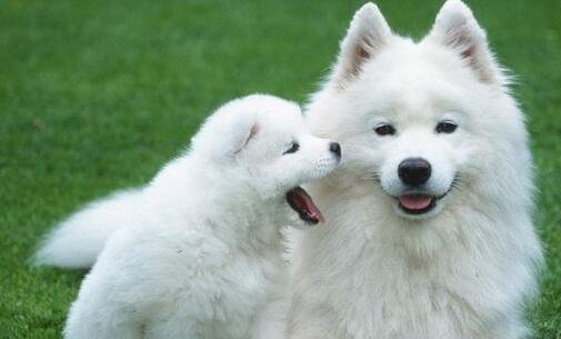 三郑州九号公馆499的服务