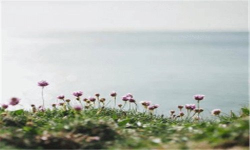 一5月开什么花