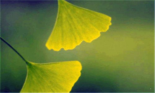 二12月8日是什么节日