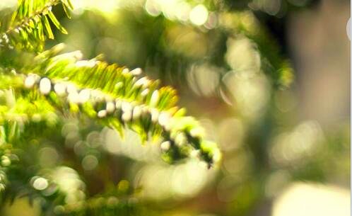 二绝园的暴风雨ova