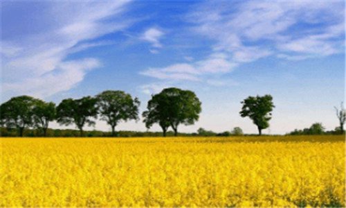 三稻草人旅行app