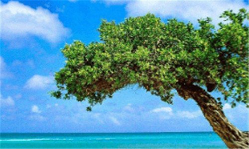三在桃花盛开的地方 电视