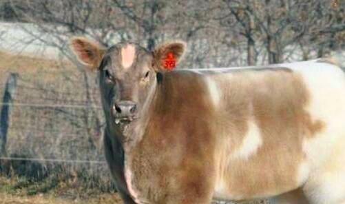 三低价飞机票在哪买