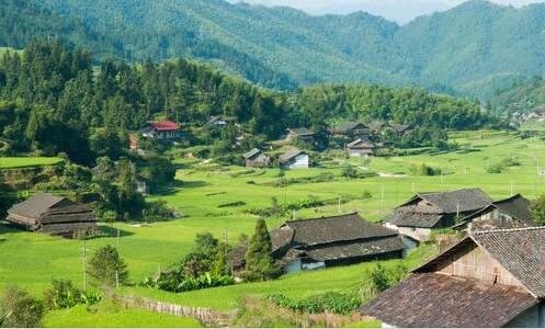 三山东菏泽牡丹最大种植基地