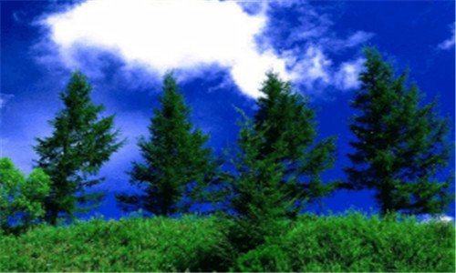 三阴阳师必练式神2020