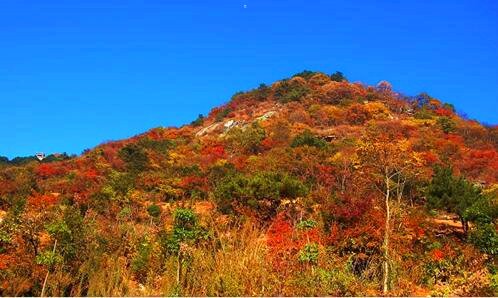 二新会古井镇烧鹅哪一家最正宗