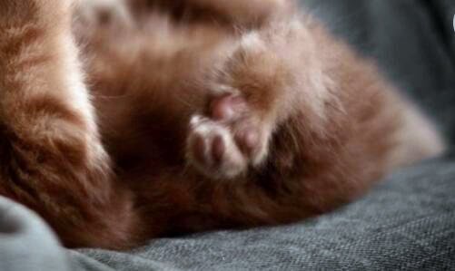 二零之轨迹汉化版本