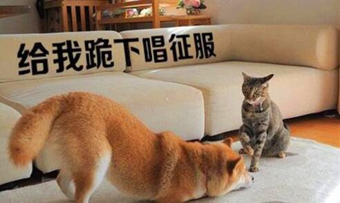 三石家庄市图书大厦官网