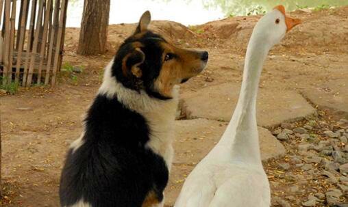 二阎奕格超级星光大道