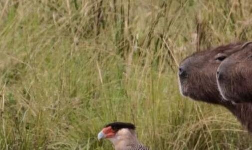 二英雄煮怎么样