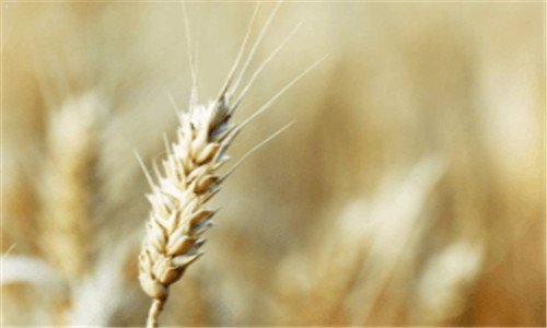 三旅行青蛙中文版