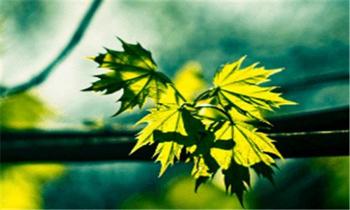 三达里诺尔湖水怪解密