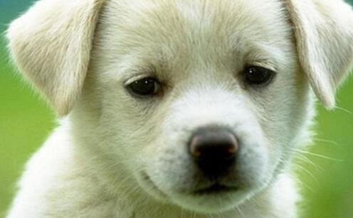 二十二星座守护花