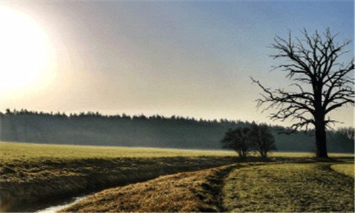 二林麝养殖骗局