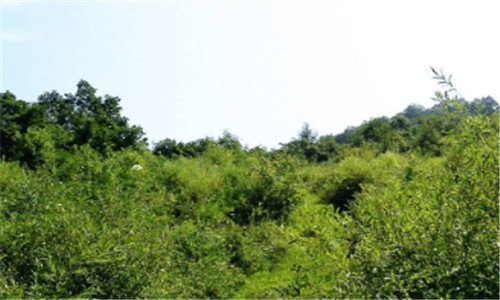 二龙岩土特产有哪些