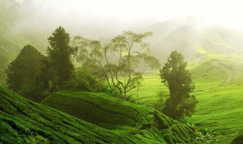 三大米怎么崩成大米花视频