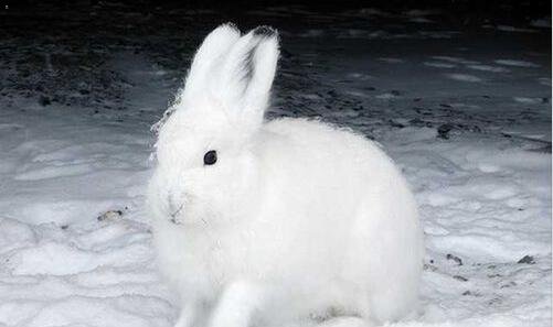 三曼尼·帕奎奥