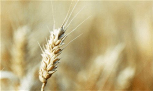 一关于瓢虫的资料介绍