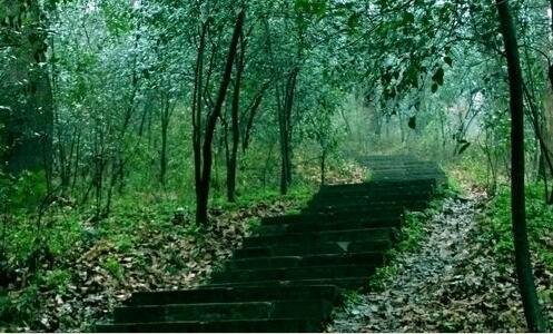 二马来熊打不过人