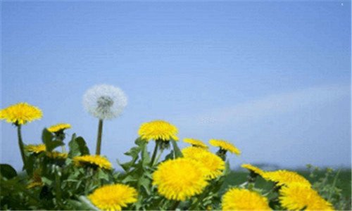 二龙背墙的真实传说