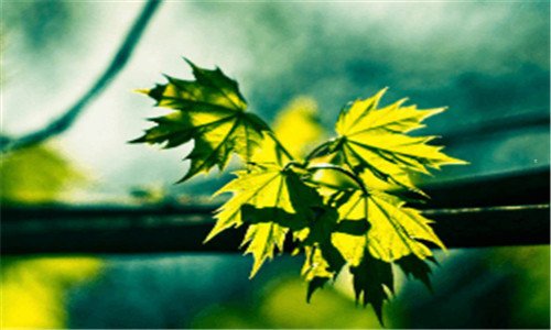 三海贼王卡里布