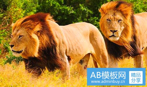 二牛高清图片大全大图