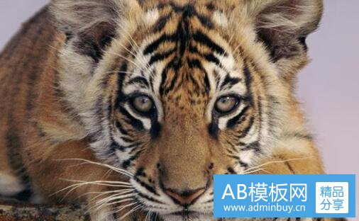 二广州八景是哪八景