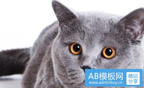 二大叶梅图片