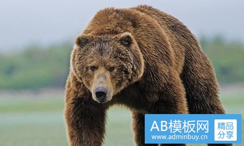 二尾毛长表示什么